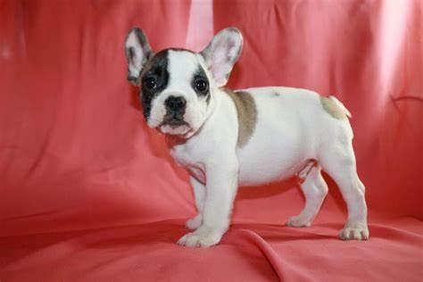 Bellissimi cuccioli di bulldog francese in adozione. - media 3